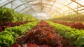 Rows of Fresh Red and Green Lettuce.AI generated image Royalty Free Stock Photo