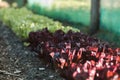 Rows of red and green lettuce in shade house Royalty Free Stock Photo