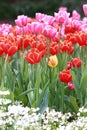 One Yellow Tulip amongst Pink and Red Tulips at Araluen Botanic Park, Perth Western Australia Royalty Free Stock Photo