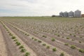 Rows of freshly germinated Idaho potatoes Royalty Free Stock Photo