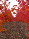 Rows of Red Trees
