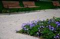 Rows of reddish wood benches on their paneling under the benches is a rectangle of concrete anti-scraping beige paths by the shoes Royalty Free Stock Photo