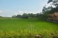 Close up of green small rice plants sowed in rows in an agricultural field of West Bengal, Indian, selective focusing