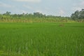 Close up of green small rice plants sowed in rows in an agricultural field of West Bengal, Indian, selective focusing