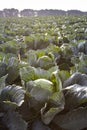 Rows of ripe cabbage plantations grow in the field Royalty Free Stock Photo