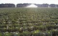 Rows of ripe cabbage plantations grow in the field