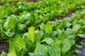 Rows of ripe chard in greenhouse