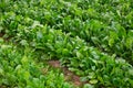 Rows of ripe chard in a greenhouse