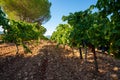 Rows of ripe grenache wine grapes plants on vineyards in Cotes de Provence, region Provence, south of France