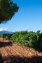 Rows of ripe grenache wine grapes plants on vineyards in Cotes de Provence, region Provence, south of France