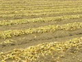 Rows of ripe onions in field Royalty Free Stock Photo