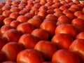 Rows of ripe red tomatoes
