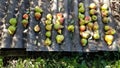 Rows of ripe rosy yellow pears Royalty Free Stock Photo