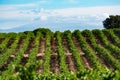 Rows of ripe syrah wine grapes plants on vineyards in Cotes de Provence, region Provence, south of France