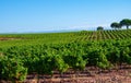 Rows of ripe syrah wine grapes plants on vineyards in Cotes de Provence, region Provence, south of France