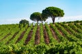 Rows of ripe syrah wine grapes plants on vineyards in Cotes de Provence, region Provence, south of France