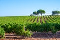 Rows of ripe syrah wine grapes plants on vineyards in Cotes de Provence, region Provence, south of France