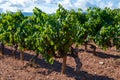 Rows of ripe syrah wine grapes plants on vineyards in Cotes  de Provence, region Provence, south of France Royalty Free Stock Photo