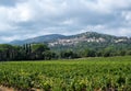 Rows of ripe wine grapes plants on vineyards in Cotes  de Provence near Grimaud, region Provence, south of France Royalty Free Stock Photo