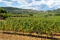 Rows of ripe wine grapes plants on vineyards in Cotes  de Provence, region Provence, Saint-Tropez, south of France Royalty Free Stock Photo