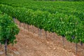 Rows of ripe wine grapes plants on vineyards in Cotes  de Provence, region Provence, Saint-Tropez, south of France Royalty Free Stock Photo