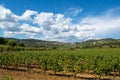 Rows of ripe wine grapes plants on vineyards in Cotes  de Provence, region Provence, Saint-Tropez, south of France Royalty Free Stock Photo