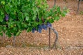 Rows of ripe wine grapes plants on vineyards in Cotes  de Provence, region Provence, Saint-Tropez, south of France Royalty Free Stock Photo