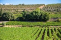 Rows of ripe wine grapes plants on vineyards in Cotes  de Provence, region Provence, south of France Royalty Free Stock Photo