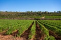 Rows of ripe wine grapes plants on vineyards in Cotes  de Provence, region Provence, south of France Royalty Free Stock Photo