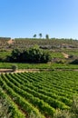 Rows of ripe wine grapes plants on vineyards in Cotes  de Provence, region Provence, south of France Royalty Free Stock Photo