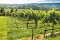 Rows of ripe wine grapes plants on vineyards of Virginia