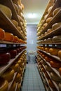 Rows of ripening cheeses in a dairy vault. Royalty Free Stock Photo