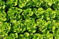Rows of romaine lettuce