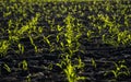 Rows of roung green sprouts of maize in spring on the agricultural field. Royalty Free Stock Photo
