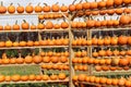 Rows and rows of baby pumpkins