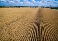 Rows and Rows of brown Crops fields ending life Summer time in Texas Drought Royalty Free Stock Photo