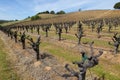 Rows of dormant old-vine Zinfandel vines in Sonoma County California