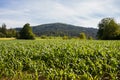 Rows and Rows of fresh growing corn Royalty Free Stock Photo