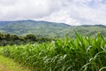 Rows and Rows of fresh unpicked corn Royalty Free Stock Photo