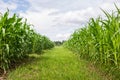 Rows and Rows of fresh unpicked corn Royalty Free Stock Photo