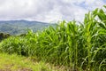 Rows and Rows of fresh unpicked corn Royalty Free Stock Photo