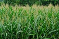 Rows and Rows of fresh unpicked corn. Royalty Free Stock Photo