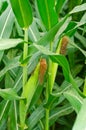 Rows and Rows of fresh unpicked corn. Royalty Free Stock Photo