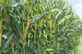 A green field of corn growing up at Israel Royalty Free Stock Photo