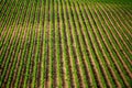 Rows and rows of grape vines in Tuscany, Italy