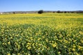 Rows and rows of mustard flowers Royalty Free Stock Photo