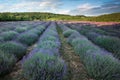 Rows of scented lavender in a field.