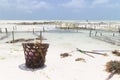 Rows of seaweed on a seaweed farm, Paje, Zanzibar island, Tanzania Royalty Free Stock Photo