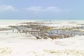 Rows of seaweed on a seaweed farm, Paje, Zanzibar island, Tanzania