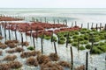 Rows of seaweed on a seaweed farm Royalty Free Stock Photo